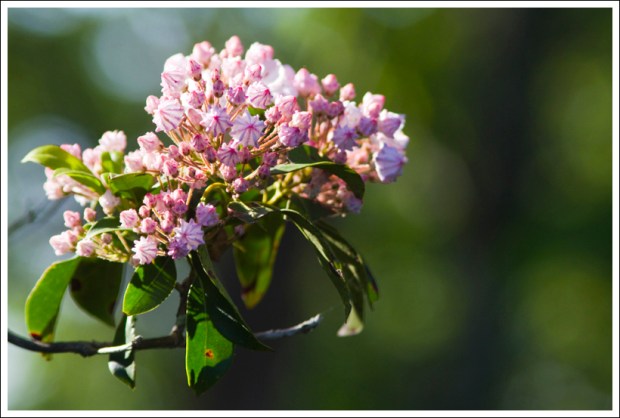 Mountain Laurel