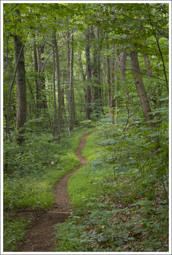 Path through woods