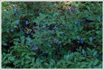 Abundant Blueberries