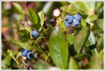 Blueberries