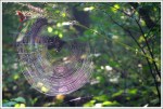 Spider Web with Dew Spider Web with Dew