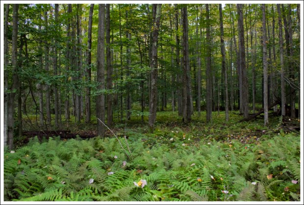 Woods Along the Beall Trails