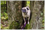 Pug in a Tree
