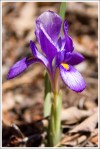Dwarf Iris Dwarf Iris