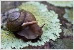 Snail