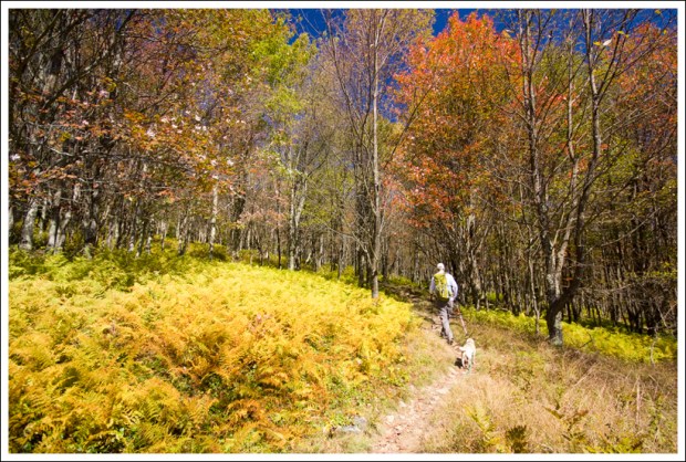 Ferns and Fall Color