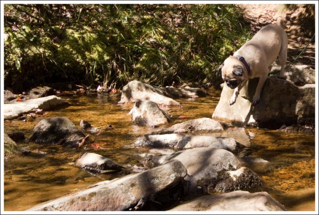 Wookie Crossing Red Creek