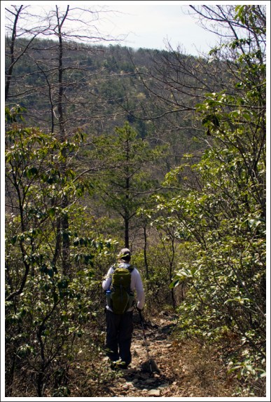 Downhill Through Dense Laurel