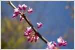 Redbuds Blooming