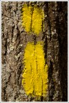 Yellow Blazes on Shenandoah Mountain Trail