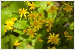 Ragwort