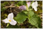 Trillium Everywhere