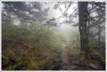 Appalachian Trail in the Fog