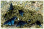 Butterflies on Manure