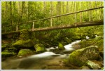 Mossy Bridge