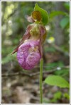Pink Lady Slipper