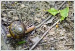 Snail