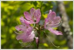 Pink Azalea