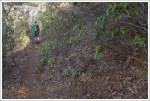 Walking through Mountain Laurel