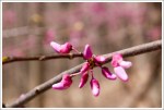 Redbuds