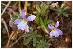 Violets