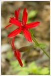 Scarlet Catchfly