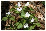 Trillium