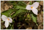 Trillium