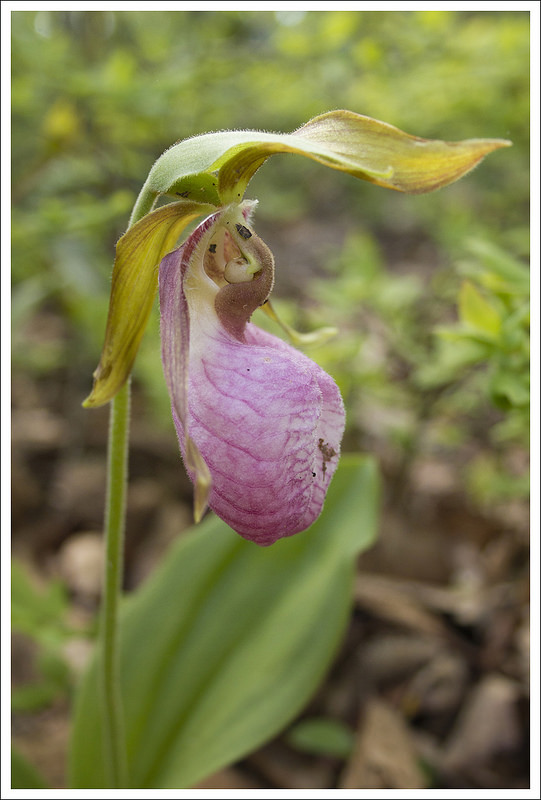 Lady's Slipper