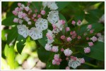 Mountain Laurels
