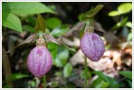 Lady's Slippers