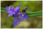 Spiderwort