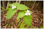 Painted Trillium