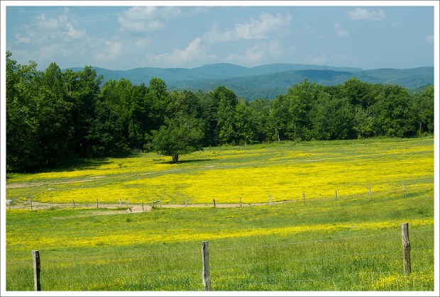 The open meadows and mountain backdrops define Cades Cove.