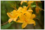 Flame Azalea