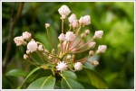 Mountain Laurel Starting to Bloom
