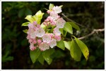 Mountain Laurel