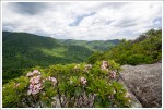 Mountain Laurels