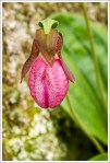 Pink Lady's Slipper