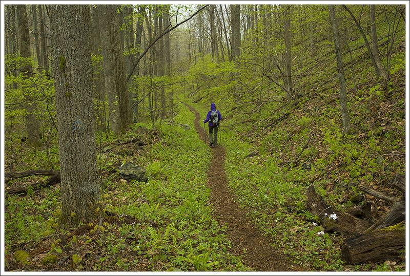 Walking the Cornelius Creek Trail
