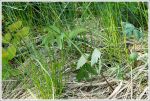 Snake in the Grass