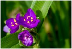 Spiderwort Along the Trail