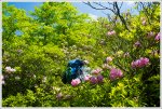 Dense Rhododendron on High Cock Knob