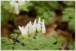 Dutchmens Breeches