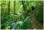 Hiking Along Matts Creek