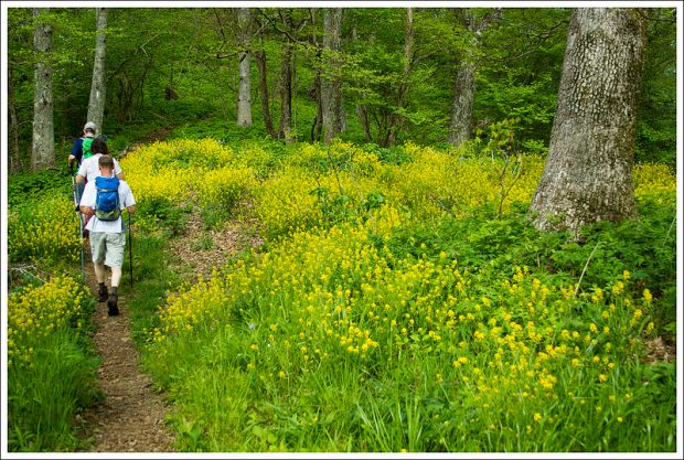 Hiking Along the Appalachian Trail