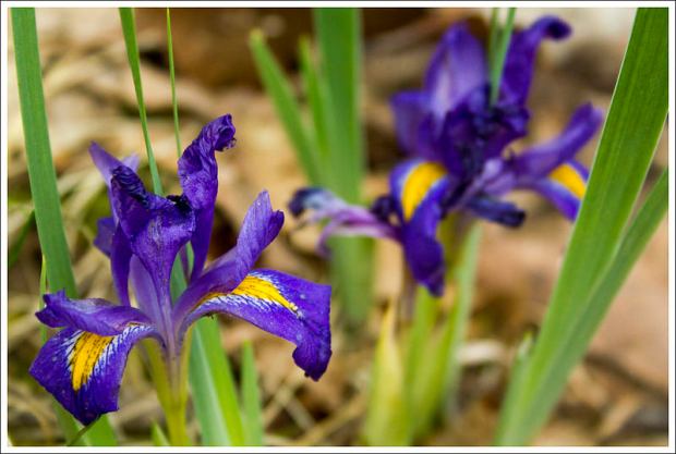 Dwarf Irises