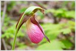 Lady's Slipper