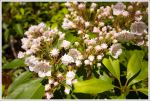 Mountain Laurel