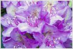 Rhododendron Close Up